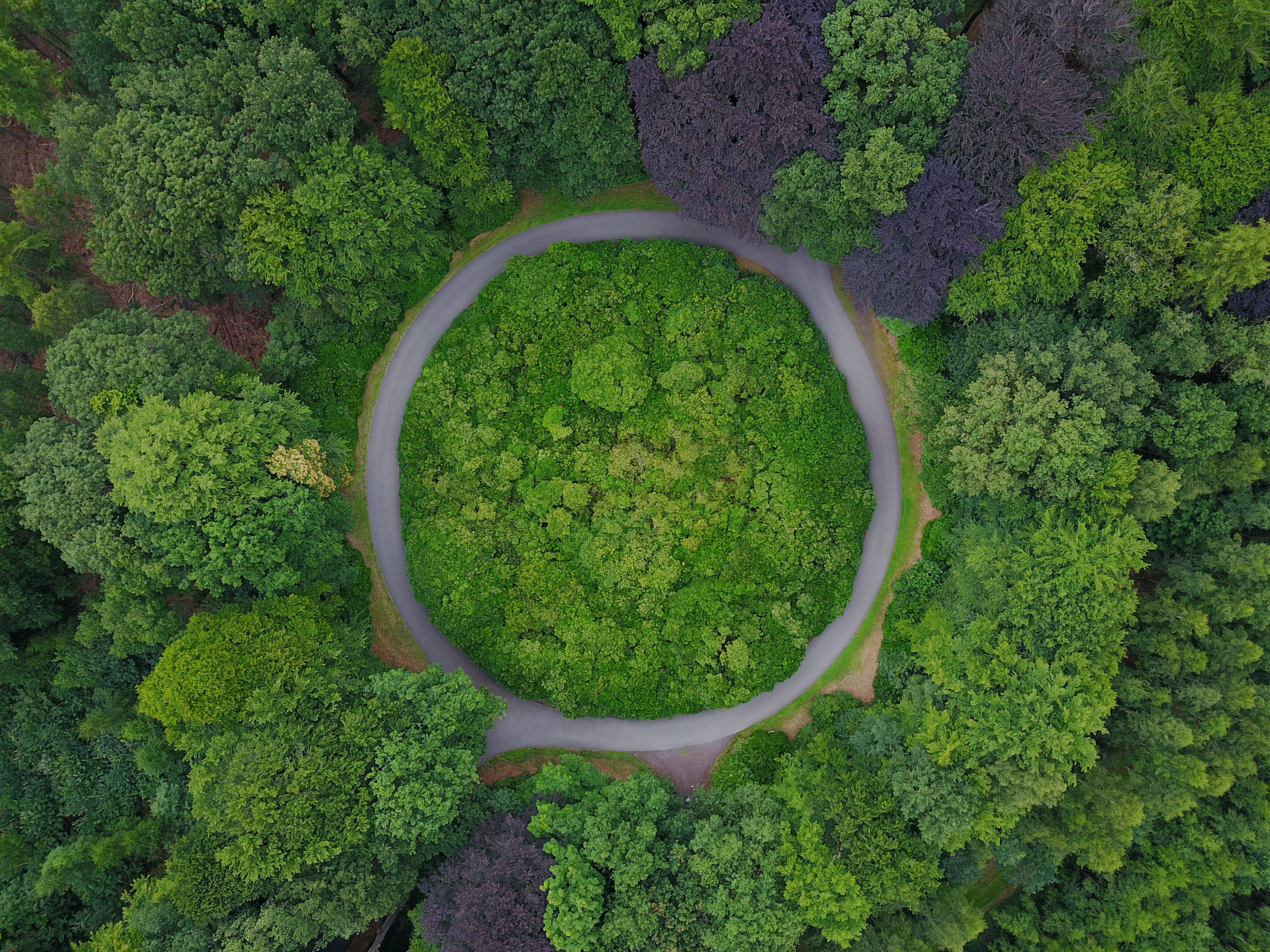 Forest Aerial view